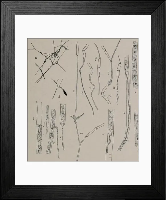 Framed Print : Bulletin. Natural history; Natural history Framed Print : Bulletin. Natural history; Natural history