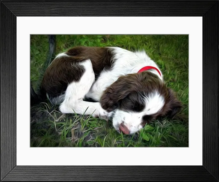 Framed Print : Digital Oil Painting of a young Springer Spaniel dog curled up and sleeping on the green grass Framed Print : Digital Oil Painting of a young Springer Spaniel dog curled up and sleeping on the green grass