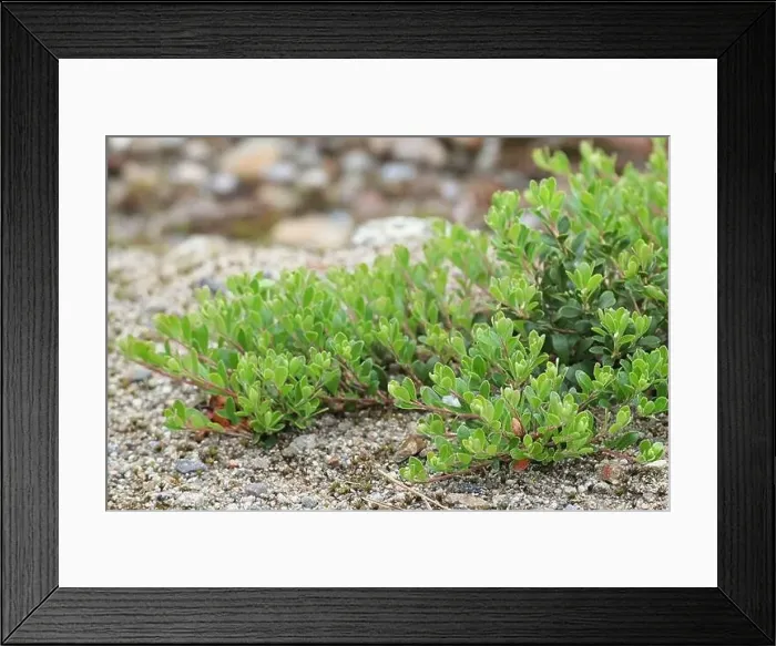 Framed Print : Arctostaphylos uva-ursi, known as Bearberry or Kinnikinnik, wild plant from Finland Framed Print : Arctostaphylos uva-ursi, known as Bearberry or Kinnikinnik, wild plant from Finland