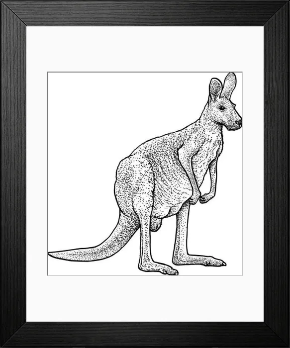 Framed Print : Red kangaroo illustration, drawing, engraving, ink, line art, vector Framed Print : Red kangaroo illustration, drawing, engraving, ink, line art, vector