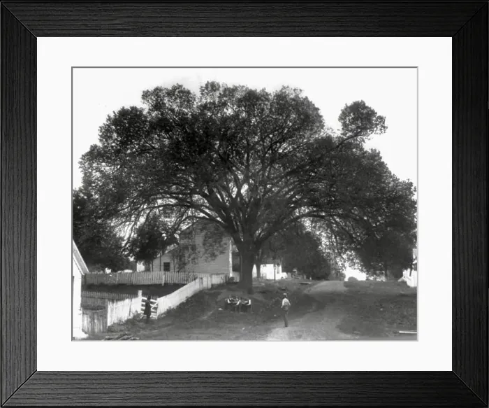 Framed Print : The Constitutional Elm Tree of Indiana under which the constitution of the state of Indiana was written - 1916 Framed Print : The Constitutional Elm Tree of Indiana under which the constitution of the state of Indiana was written - 1916