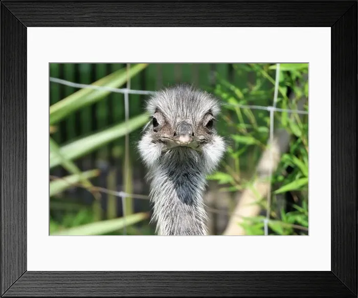 Framed Print : Ostriches Framed Print : Ostriches