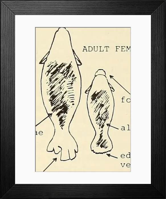 Framed Print : Ecology and behavior of the Manatee (Trichechus manatus) in Florida