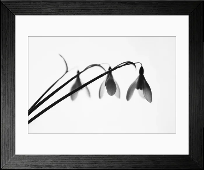 Framed Print : Snowdrop, Galanthus nivalis, Black & white studio shot Framed Print : Snowdrop, Galanthus nivalis, Black & white studio shot