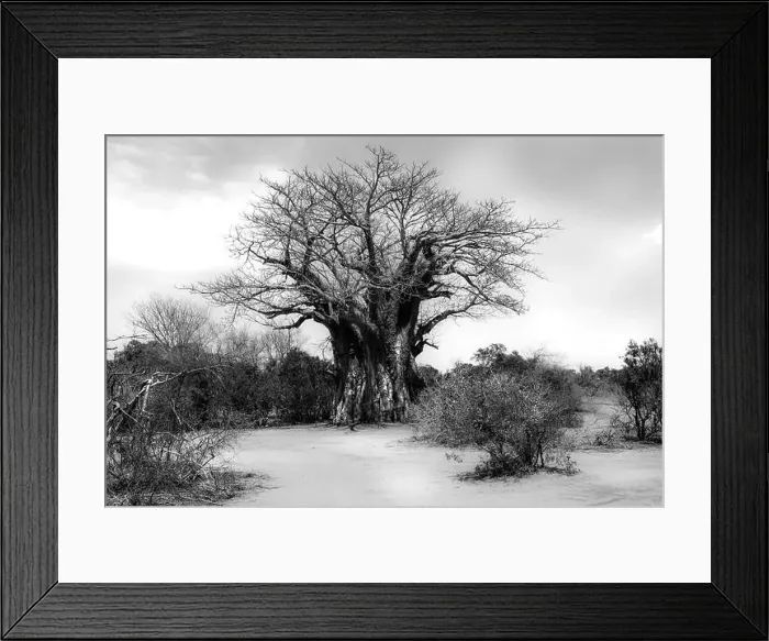 Framed Print : Black and white version of a Baobab tree in the African landscape of Kruger National Park Framed Print : Black and white version of a Baobab tree in the African landscape of Kruger National Park