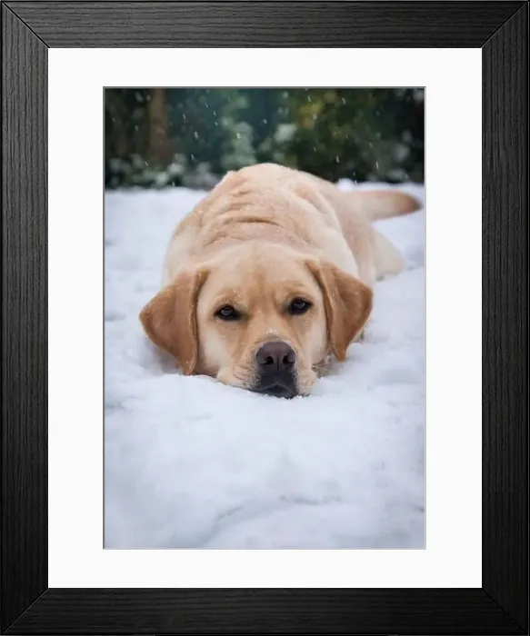 Framed Print : Labrador retriever in the snow winter time