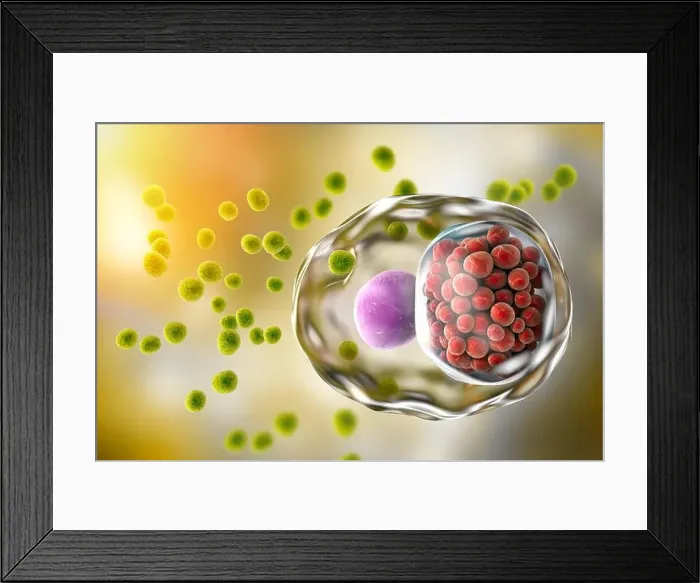 Framed Print : Chlamydia infection. Computer illustration of a cell infected with Chlamydia trachomatis bacteria Framed Print : Chlamydia infection. Computer illustration of a cell infected with Chlamydia trachomatis bacteria