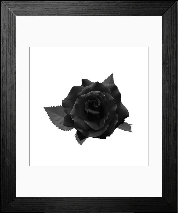 Framed Print : Black rose isolated on white background with clipping path Framed Print : Black rose isolated on white background with clipping path