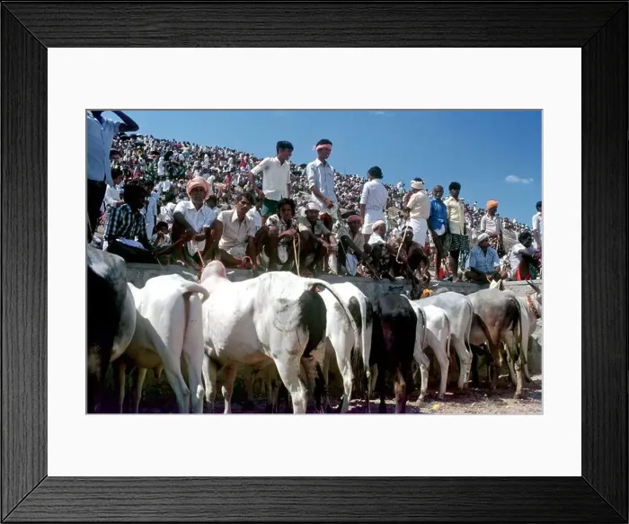 Framed Print : Jallikattu stockade at Aralipparai near Madurai, Tamil Nadu, India Framed Print : Jallikattu stockade at Aralipparai near Madurai, Tamil Nadu, India