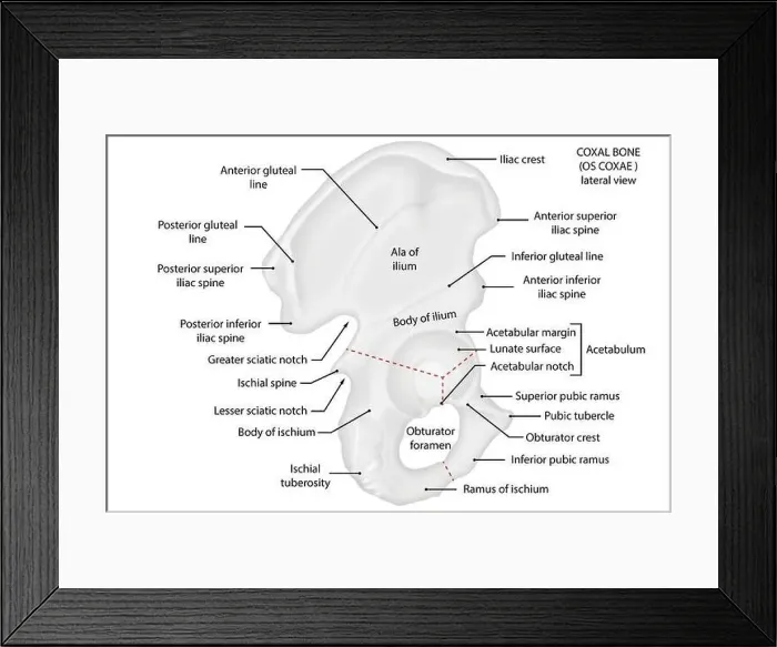 Framed Print : Os coxae, coxal bone, lateral view, anatomy Framed Print : Os coxae, coxal bone, lateral view, anatomy