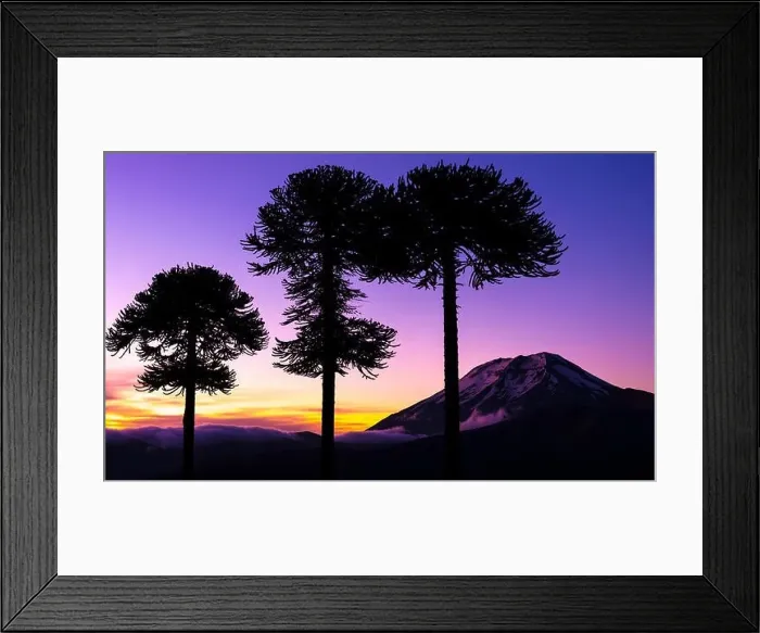 Framed Print : Araucarias and Lonquimay volcano, Chile Framed Print : Araucarias and Lonquimay volcano, Chile