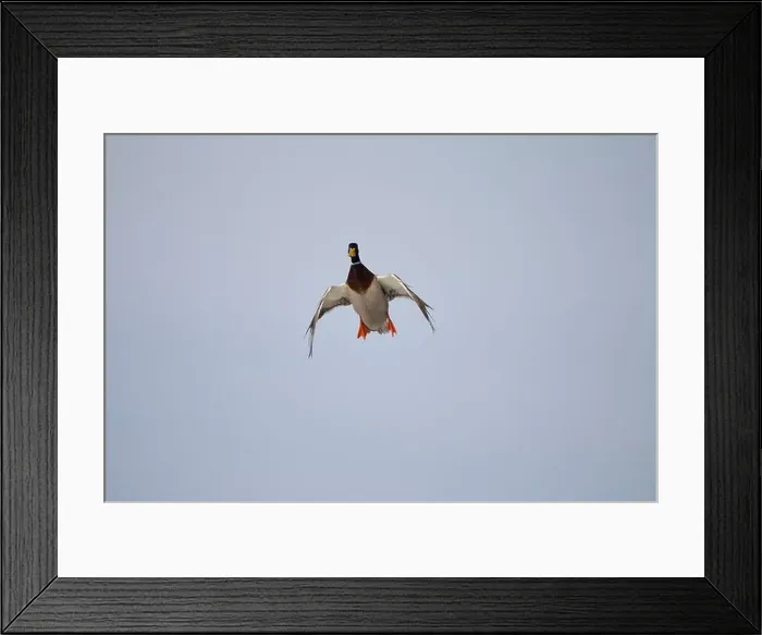 Framed Print : Male Mallard duck in steep descent with cupped wings Framed Print : Male Mallard duck in steep descent with cupped wings