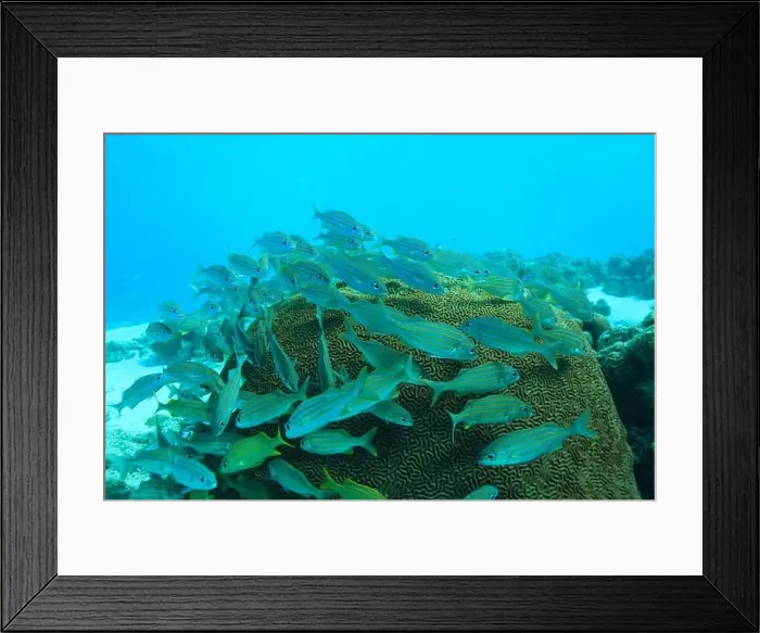 Framed Print : Underwater landscape with corals and fishes (grunts) in the Caribbean Sea around Bonaire. Photo V.D Framed Print : Underwater landscape with corals and fishes (grunts) in the Caribbean Sea around Bonaire. Photo V.D