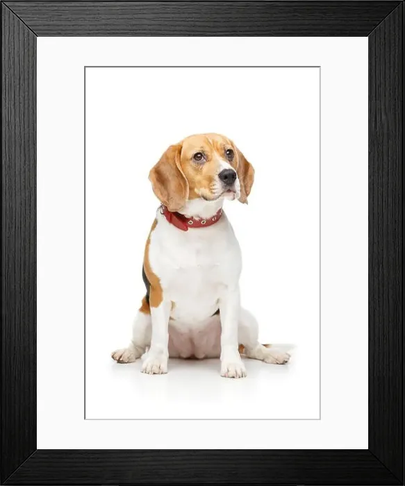 Framed Print : beautiful beagle girl dog with red collar isolated on white background. copy space Framed Print : beautiful beagle girl dog with red collar isolated on white background. copy space
