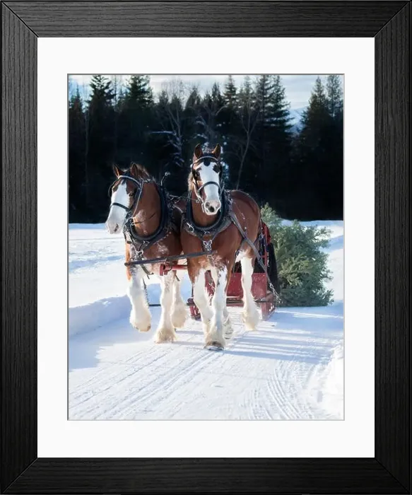 Framed Print : A photo of two clydesdale horses pulling a sleigh with a Christmas tree behind it through the snow Framed Print : A photo of two clydesdale horses pulling a sleigh with a Christmas tree behind it through the snow