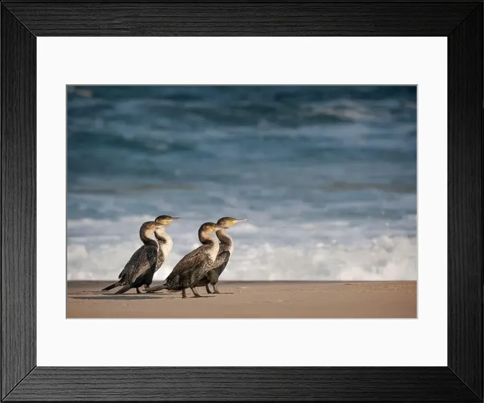 Framed Print : Animals in the wild - group of cormorants in Robberg Nature Reserve, Plettenberg Bay, South Africa Framed Print : Animals in the wild - group of cormorants in Robberg Nature Reserve, Plettenberg Bay, South Africa