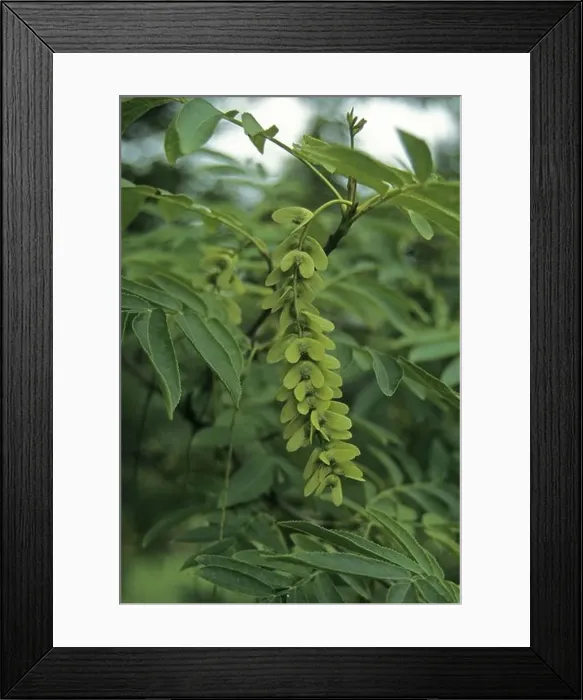 Framed Print : Chinese Wingnut Pterocarya stenoptera fruit Framed Print : Chinese Wingnut Pterocarya stenoptera fruit
