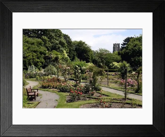Framed Print : Rose garden area of Kingsnorth Gardens Folkestone Framed Print : Rose garden area of Kingsnorth Gardens Folkestone