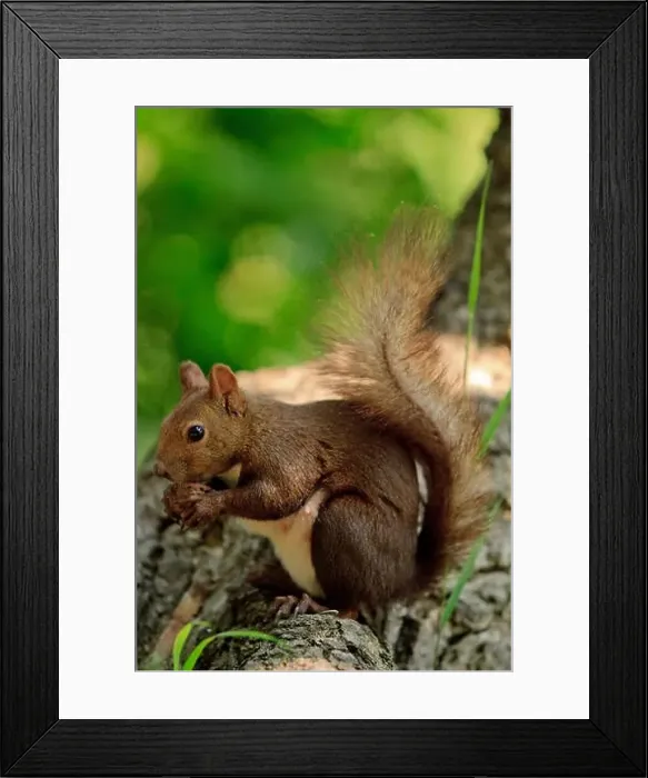 Framed Print : Japanese Hokkaido Squirrel (Sciurus vulgaris Orientis) on Mt Maruyama, near the centre of Sapporo, Hokkaido, Japan Framed Print : Japanese Hokkaido Squirrel (Sciurus vulgaris Orientis) on Mt Maruyama, near the centre of Sapporo, Hokkaido, Japan