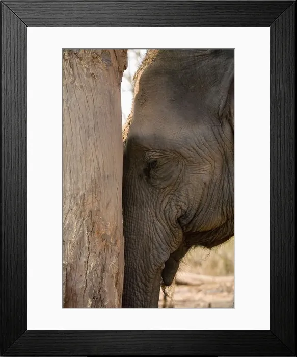 Framed Print : Elephant leaning against tree Framed Print : Elephant leaning against tree