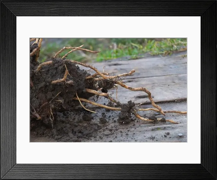 Framed Print : Root system of the banana plant on wooden background - In the planting process concept Framed Print : Root system of the banana plant on wooden background - In the planting process concept