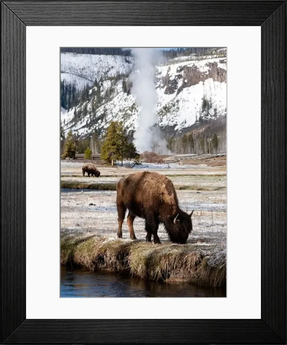 Framed Print : USA, Wyoming, Yellowstone National Park, Bison feeding along stream on spring morning Framed Print : USA, Wyoming, Yellowstone National Park, Bison feeding along stream on spring morning
