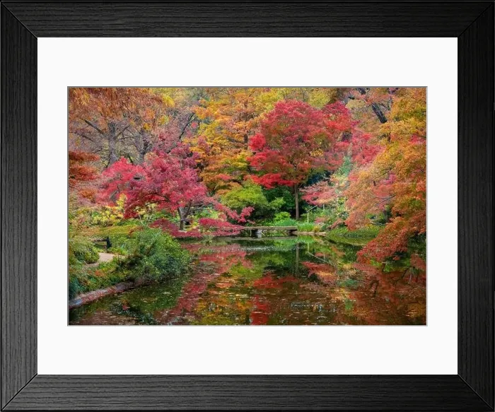 Framed Print : Fall Foliage in the Japanese Garden Framed Print : Fall Foliage in the Japanese Garden