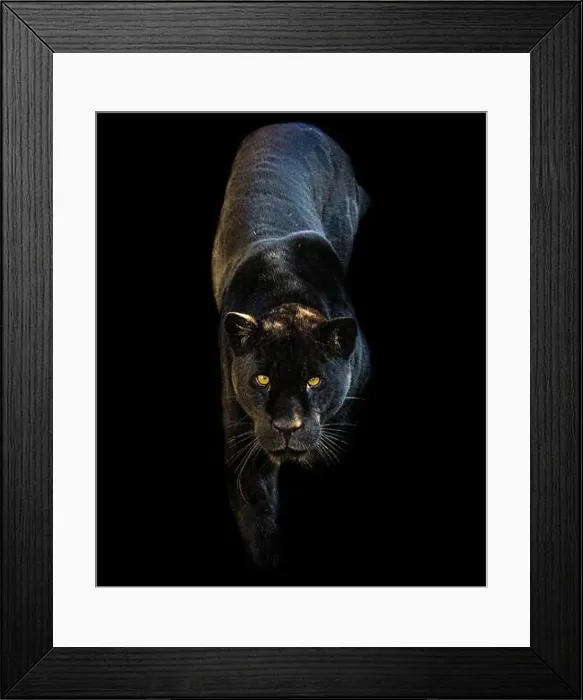 Framed Print : Inka is a very unique black jaguar CHESTER ZOO Framed Print : Inka is a very unique black jaguar CHESTER ZOO
