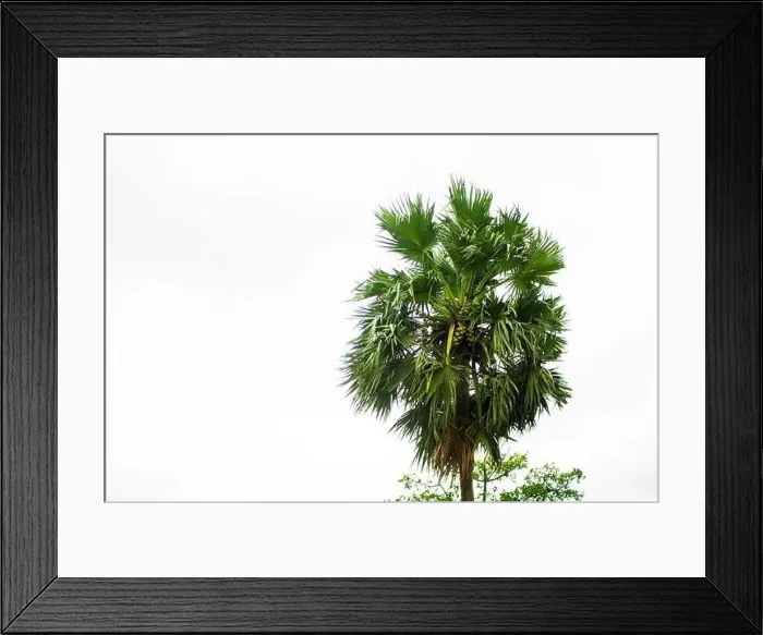 Framed Print : Tal gach. English name: Palmyra-palm, Brab Tree. Habitat :Borassus flabellifer Framed Print : Tal gach. English name: Palmyra-palm, Brab Tree. Habitat :Borassus flabellifer