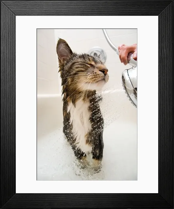Framed Print : Cat enjoying a hot bath and shower Framed Print : Cat enjoying a hot bath and shower