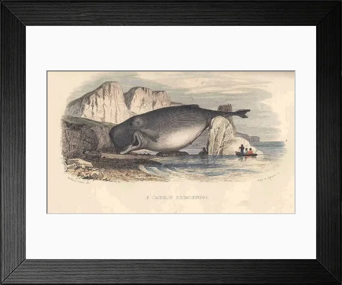 Framed Print : 32822 Le Cachalot Macrocephale Framed Print : 32822 Le Cachalot Macrocephale
