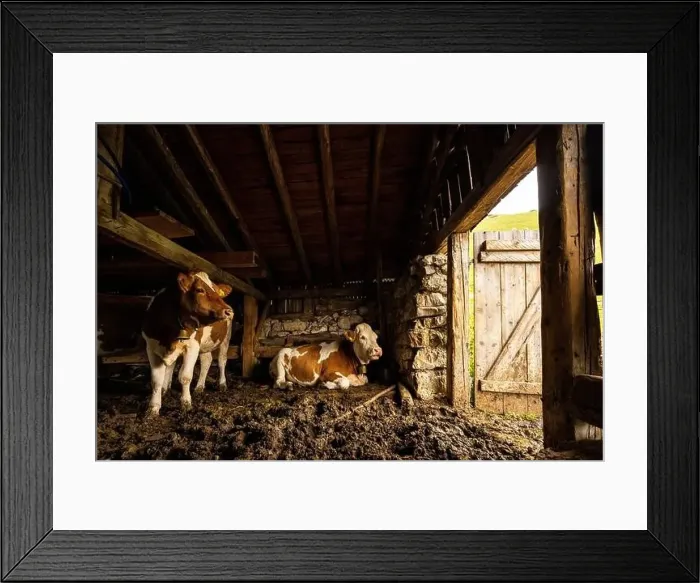 Framed Print : While it rains, two dairy cows are cozy in the barn, looking outside through the open door Framed Print : While it rains, two dairy cows are cozy in the barn, looking outside through the open door