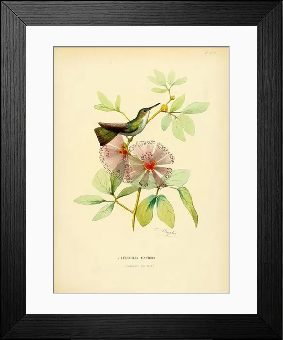 Framed Print : Leucollia candida = Amazilia candida candida[1]