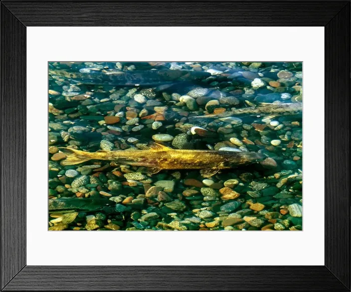 Framed Print : chum salmon (Oncorhynchus keta)