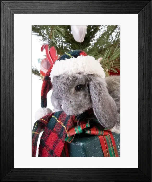 Framed Print : Cute Christmas grey mini lop baby bunny rabbit wearing hat under Christmas tree with gifts isolated on white background