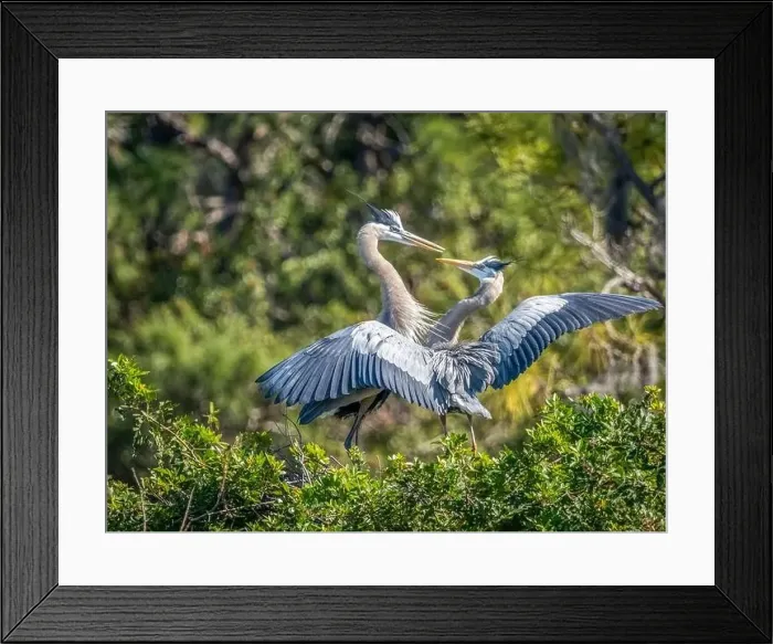 Framed Print : Two Great Blue Herons interacting with each other at the Venice Audubon Bird Rookery in venice Florida USA Framed Print : Two Great Blue Herons interacting with each other at the Venice Audubon Bird Rookery in venice Florida USA