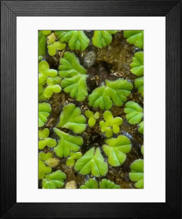 Framed Print : Purple-fringed Riccia (Ricciocarpos natans, Ricciocarpus natans), Germany Framed Print : Purple-fringed Riccia (Ricciocarpos natans, Ricciocarpus natans), Germany