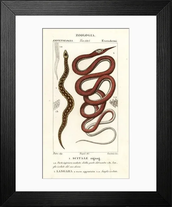 Framed Print : Saw-scaled viper, Echis carinatus 1 Framed Print : Saw-scaled viper, Echis carinatus 1