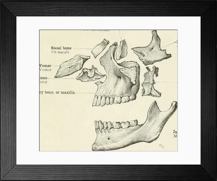 Framed Print : An atlas of human anatomy for students and physicians Framed Print : An atlas of human anatomy for students and physicians
