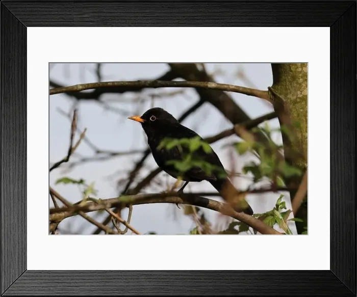 Framed Print : Amsel / Schwarzdrossel im Baum am Hengsteysee Framed Print : Amsel / Schwarzdrossel im Baum am Hengsteysee