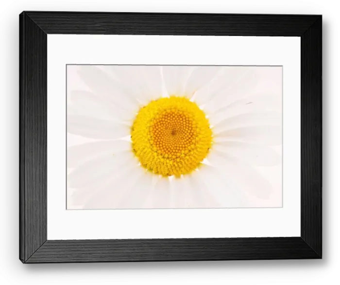 Framed Print : Close up studio shot of Dog daisy Framed Print : Close up studio shot of Dog daisy