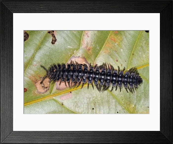 Framed Print : Tractor millipede (Barydesmus sp.) on sheet, Sabah, Borneo, Malaysia Framed Print : Tractor millipede (Barydesmus sp.) on sheet, Sabah, Borneo, Malaysia