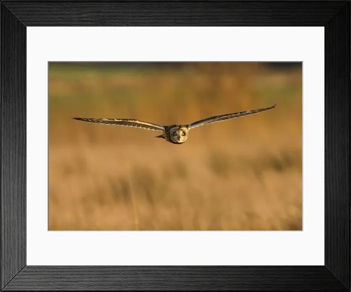 Framed Print : Short Eared Owl (Asio flammeus) in flight, owls flying, England, UK Framed Print : Short Eared Owl (Asio flammeus) in flight, owls flying, England, UK