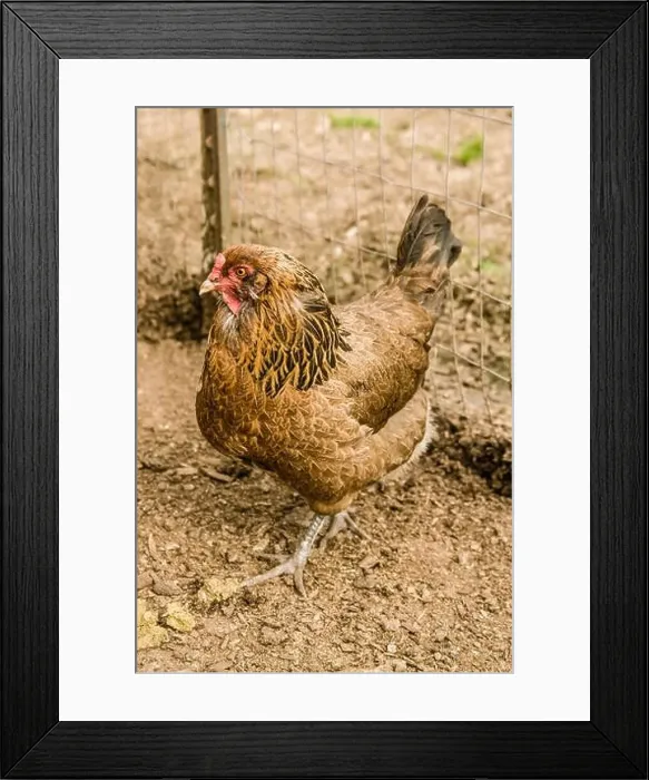 Framed Print : Carnation, Washington, USA. Ameraucana hen walking in an outside pen Framed Print : Carnation, Washington, USA. Ameraucana hen walking in an outside pen