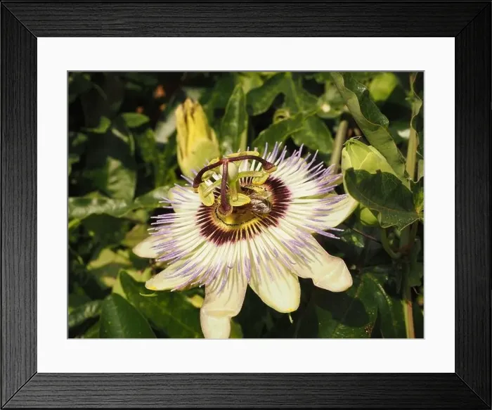 Framed Print : Blue passion fruit flower (passiflora caerulea) in an English garden. The flower is the national flower of Paraguay Framed Print : Blue passion fruit flower (passiflora caerulea) in an English garden. The flower is the national flower of Paraguay
