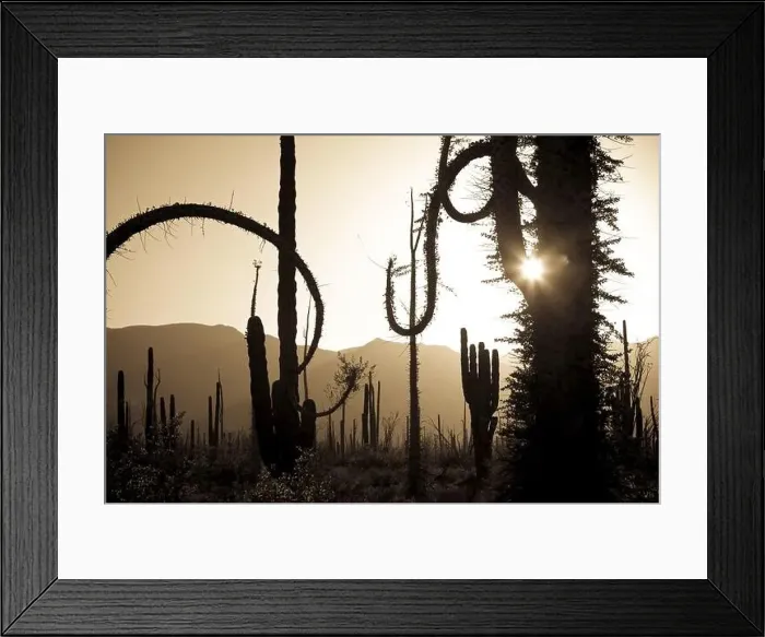 Framed Print : Boojum trees, Cirio columnaris, in a desert landscape Framed Print : Boojum trees, Cirio columnaris, in a desert landscape