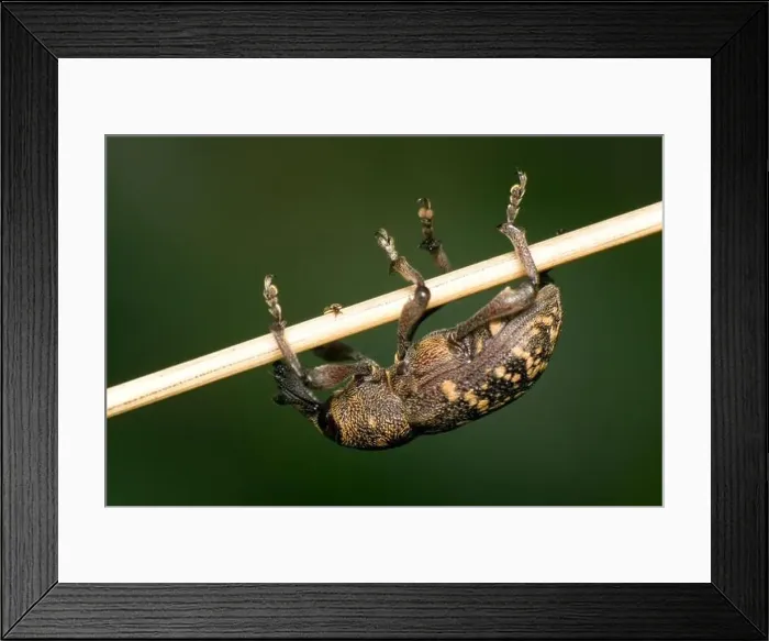 Framed Print : green brown brownish brunette hairy claws blade of grass meadow grass lawn Framed Print : green brown brownish brunette hairy claws blade of grass meadow grass lawn