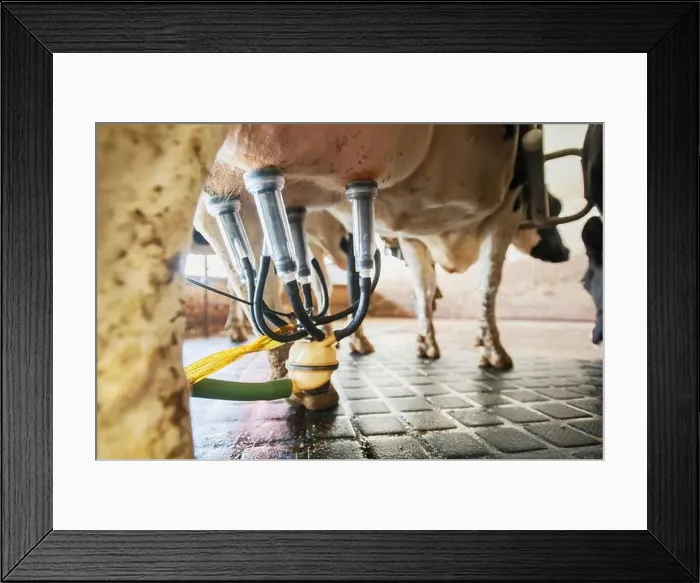 Framed Print : Close up of milking equipment attached to dairy cow; Ridgely, Maryland, United States of America Framed Print : Close up of milking equipment attached to dairy cow; Ridgely, Maryland, United States of America