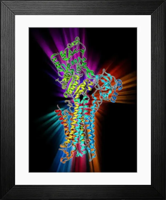 Framed Print : Calcium ATPase ion pump, molecular model Framed Print : Calcium ATPase ion pump, molecular model