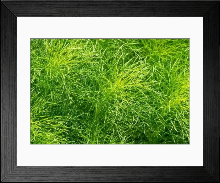 Framed Print : Adas leaves (Foeniculum vulgare Mill), a biennial medicinal and aromatic plant belonging to the family Apiaceae Framed Print : Adas leaves (Foeniculum vulgare Mill), a biennial medicinal and aromatic plant belonging to the family Apiaceae